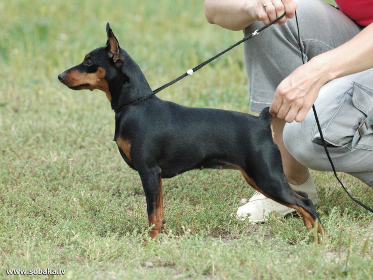 Свинг пинчер собака