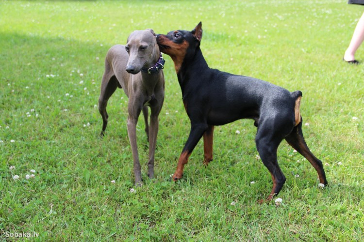 Пинчер терьер карликовый