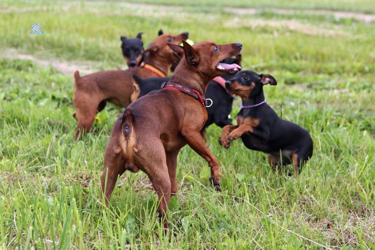 Карликовый пинчер