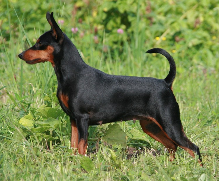 Свинг пинчер собака