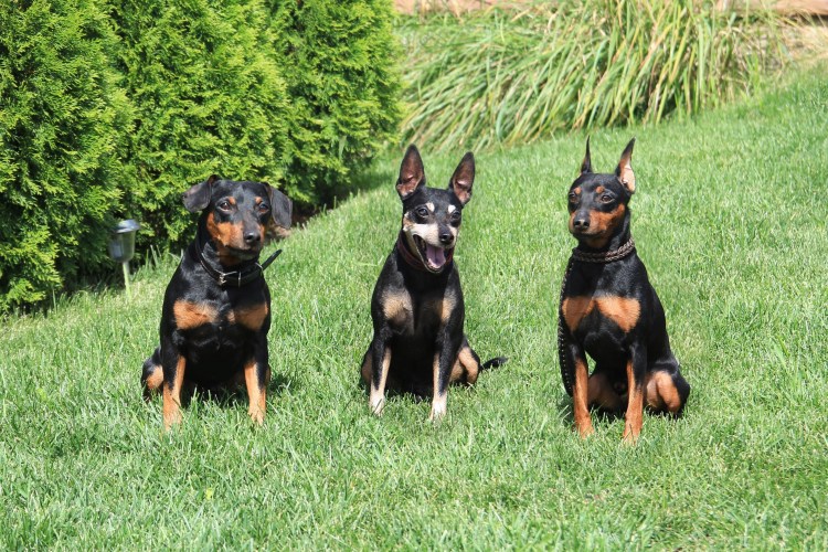 Цвергпинчер охотничья порода