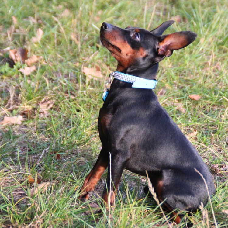 Пинчер терьер