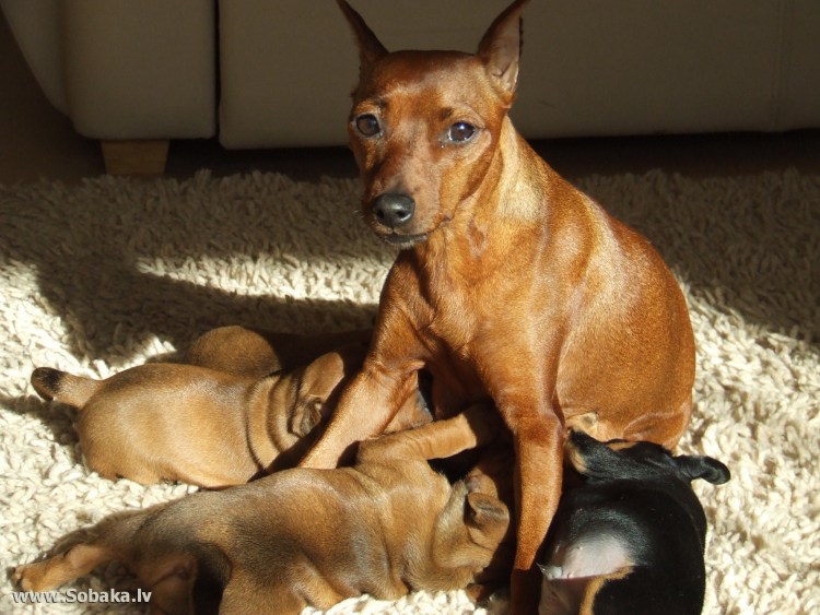 Мини Доберман-пинчер