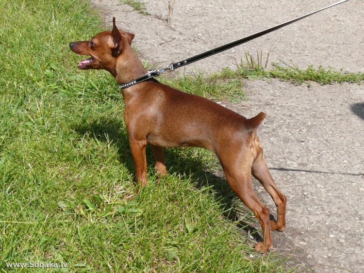 Порода собак Доберман-пинчер