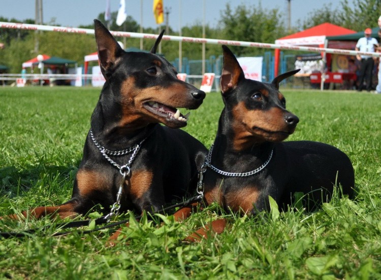 Пинчер карликовый длинношерстный