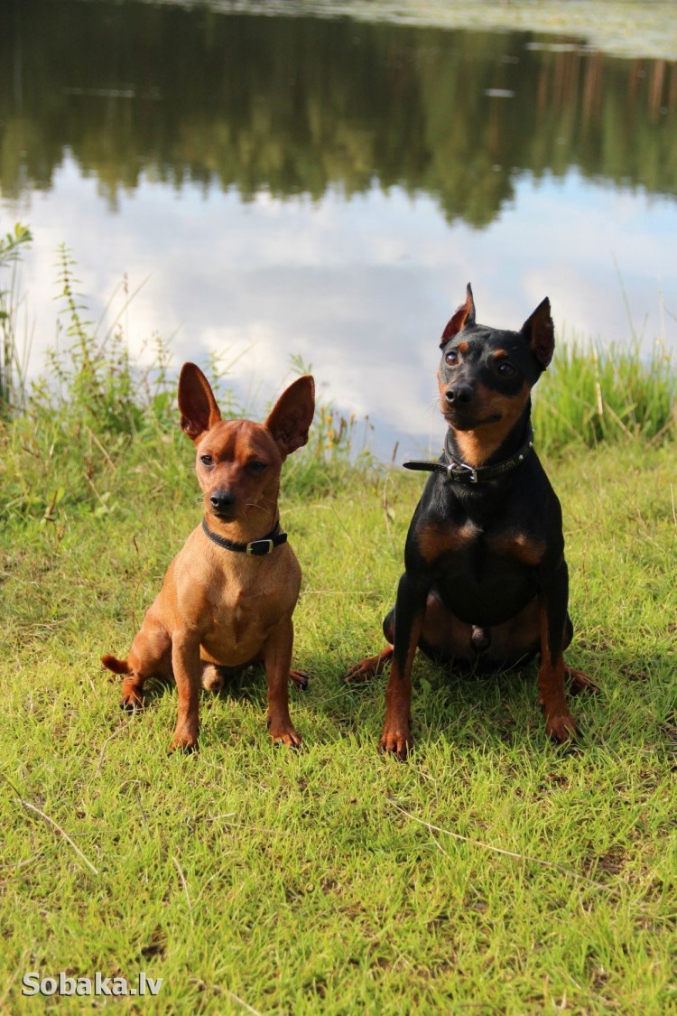 Мини Доберман-пинчер