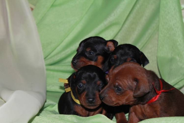 Порода Цвингер пинчер