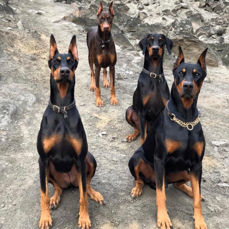 Карликовый пинчер