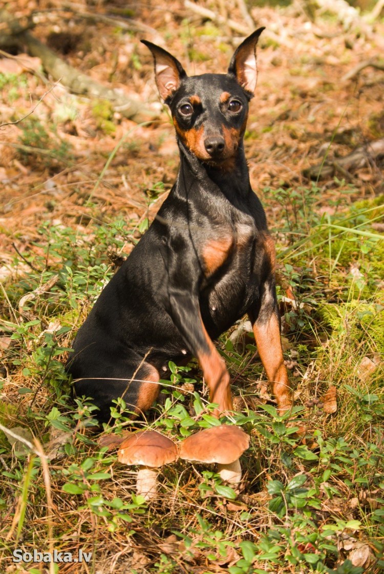 Доберман-пинчер карликовый