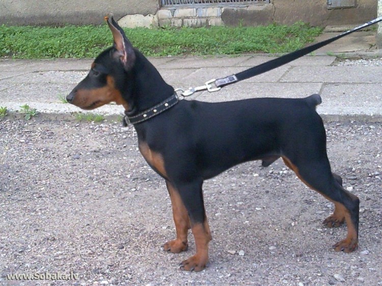 Свинг пинчер порода собак