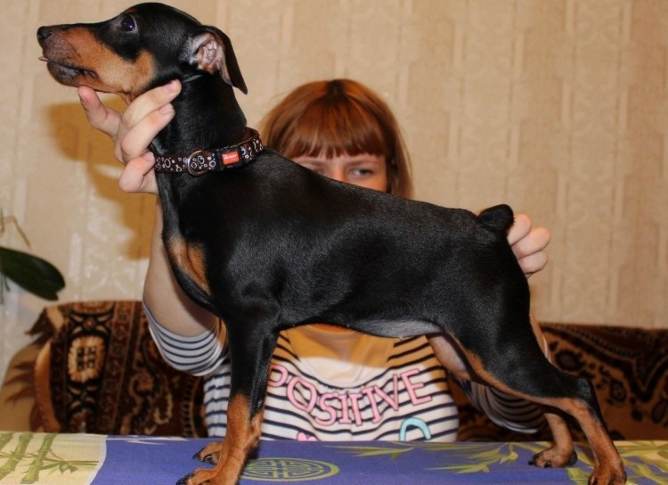 Свинг пинчер собака фото