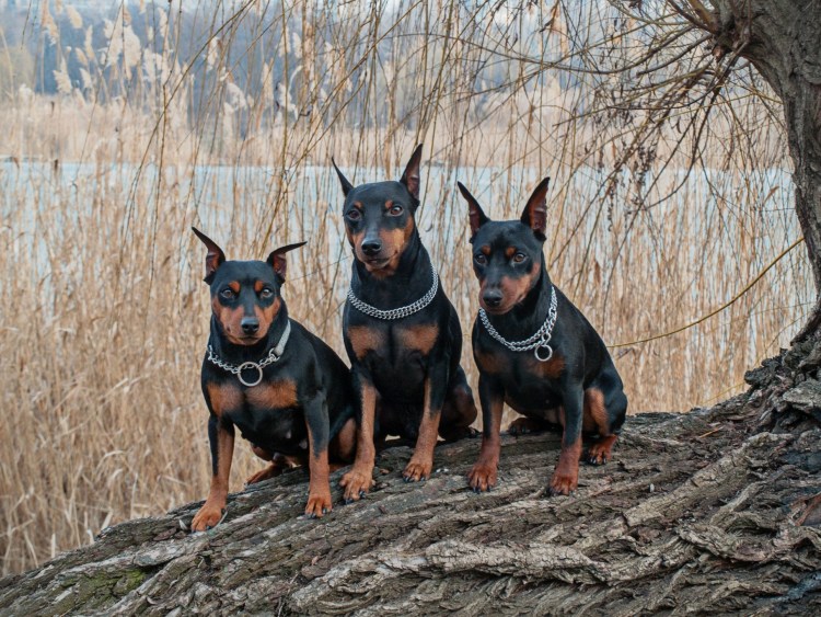 Карликовый пинчер