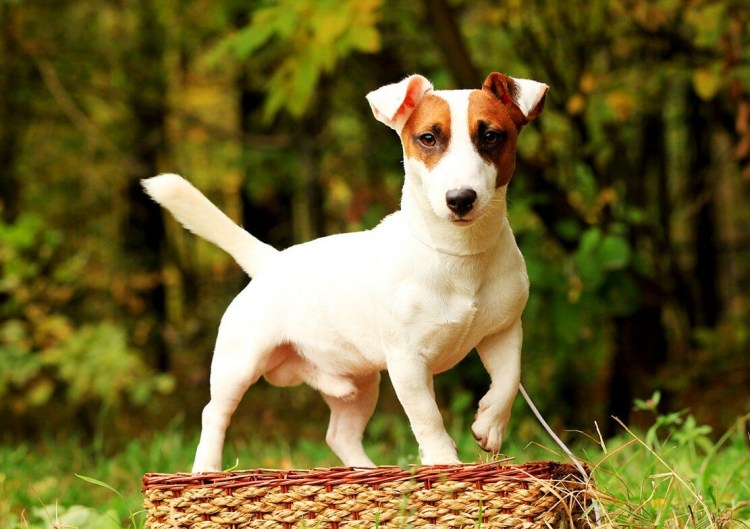 Рич Рассел терьер