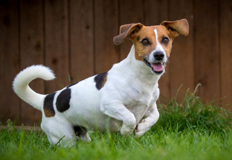 Джек Парсон терьер