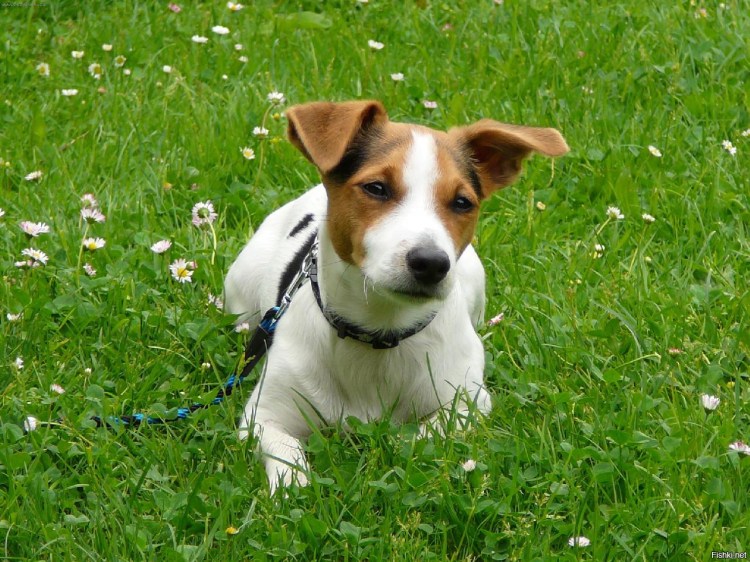 Рич Рассел терьер