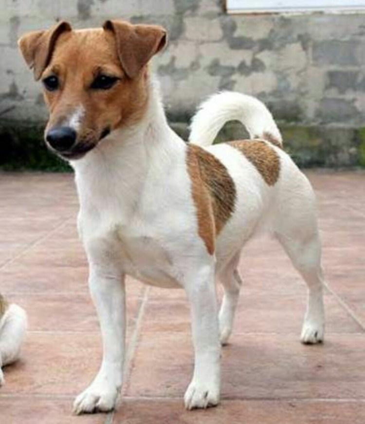 Майло Джек Рассел