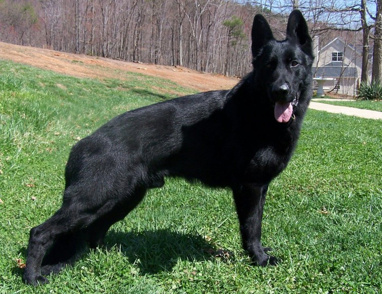 Швейцарская овчарка черная длинношерстная