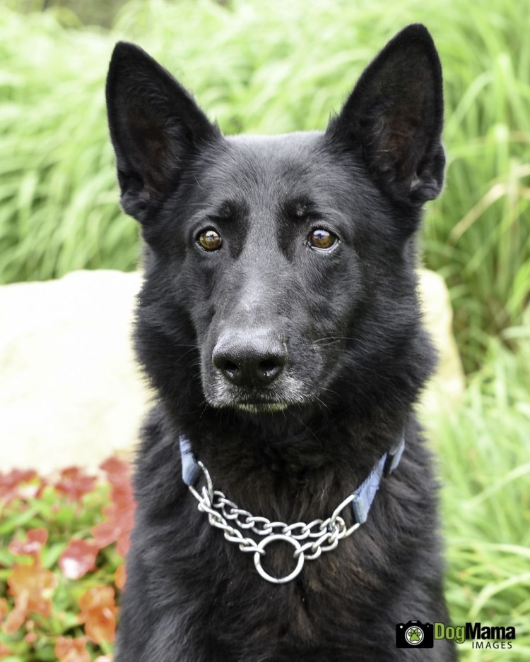 Грюнендаль и БШО