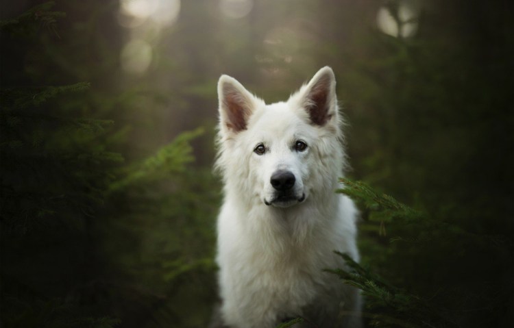 Овчарка швейцарская альбинос