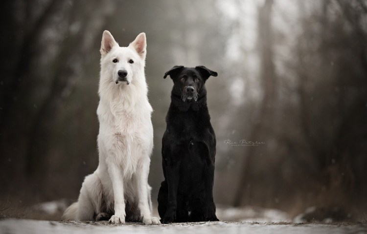 Немецкая овчарка черная и БШО