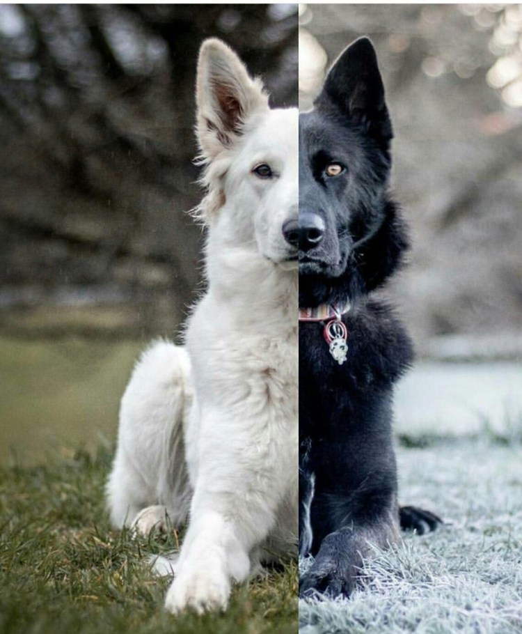 Восточноевропейская овчарка черная