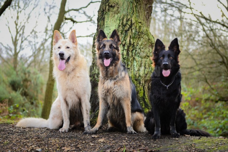 БШО И немецкая овчарка