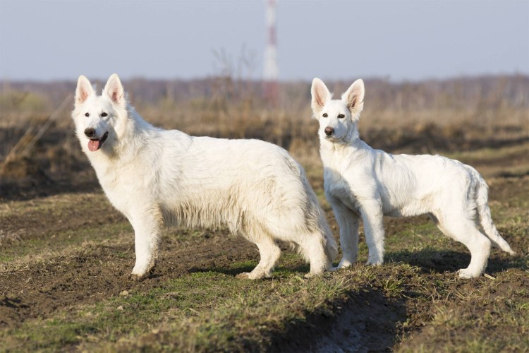 Американо-канадская белая овчарка