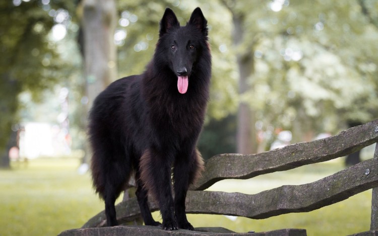 БШО И хаски