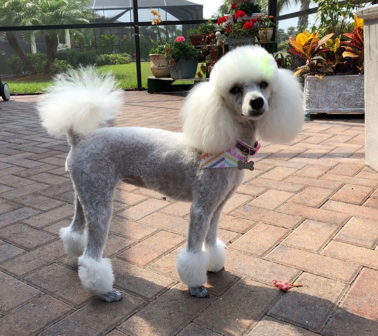 Стрижка Тедди карликовому пуделю