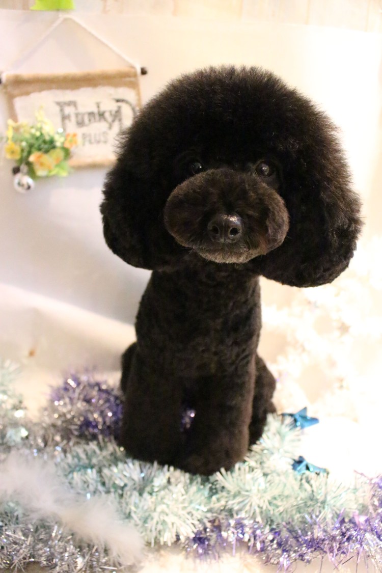 Пудель серебристый стрижка под мишку