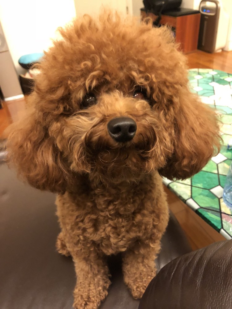 Серебристый малый пудель стрижка Тедди