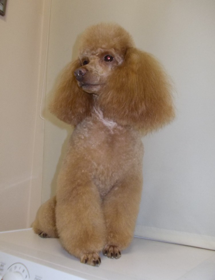 Скандинавский Лев