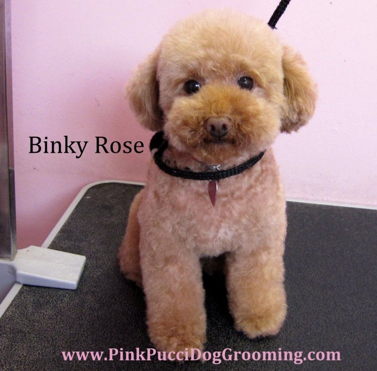 Карликовый пудель Тедди