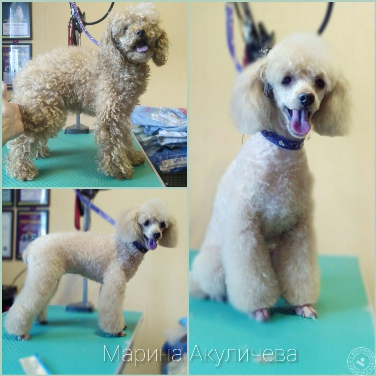 Королевский пудель Тедди