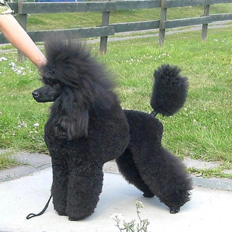 Стрижка пуделя ягненок
