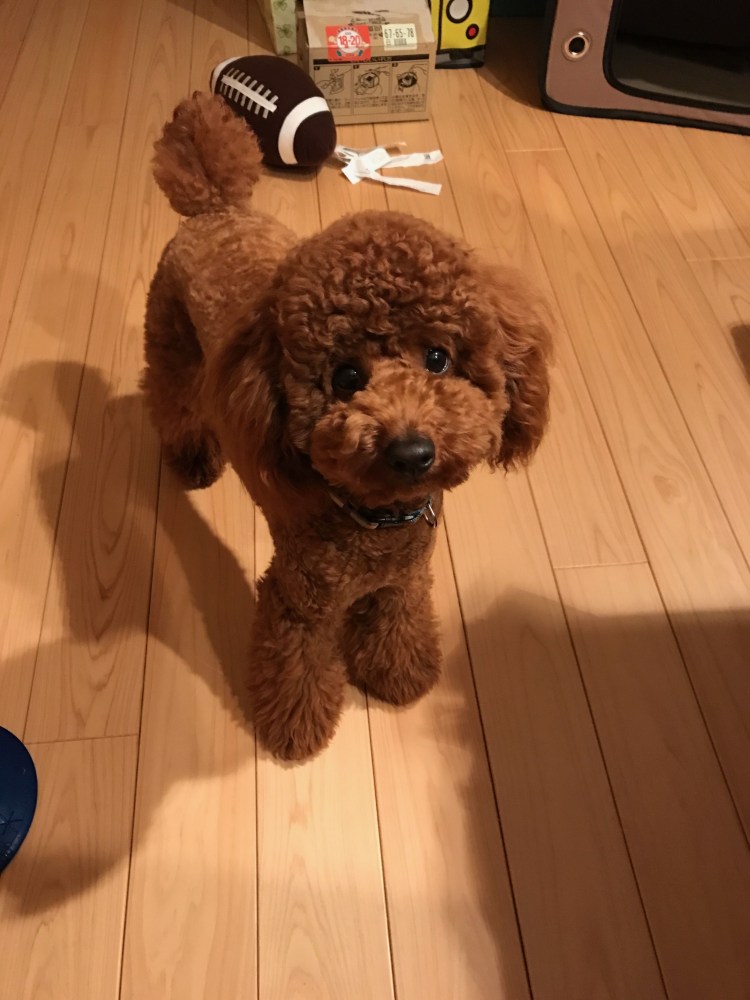 Пудель под мишку Тедди