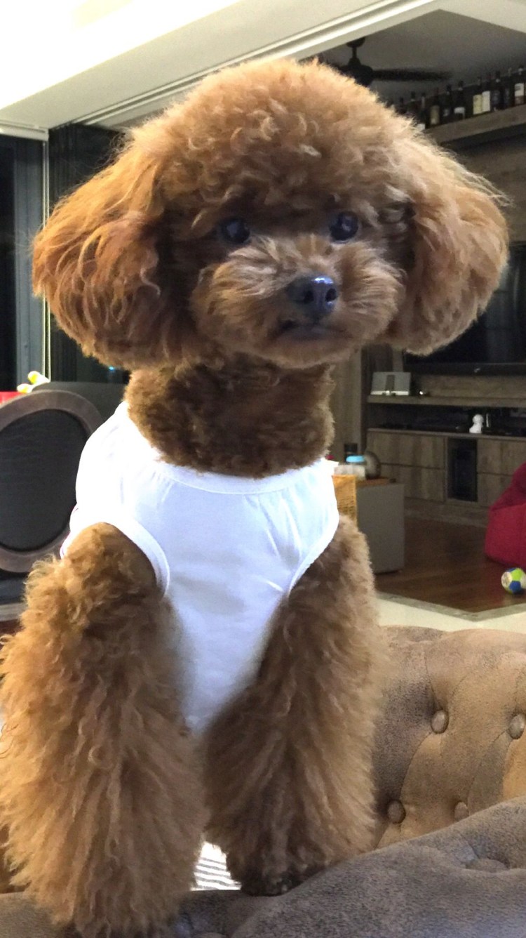 Стрижка Тедди карликовому пуделю