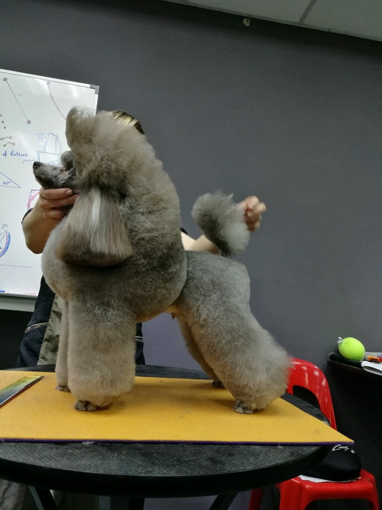 Китайский Королевский пудель