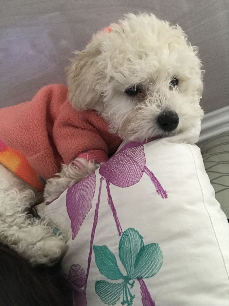 Той пудель Тедди