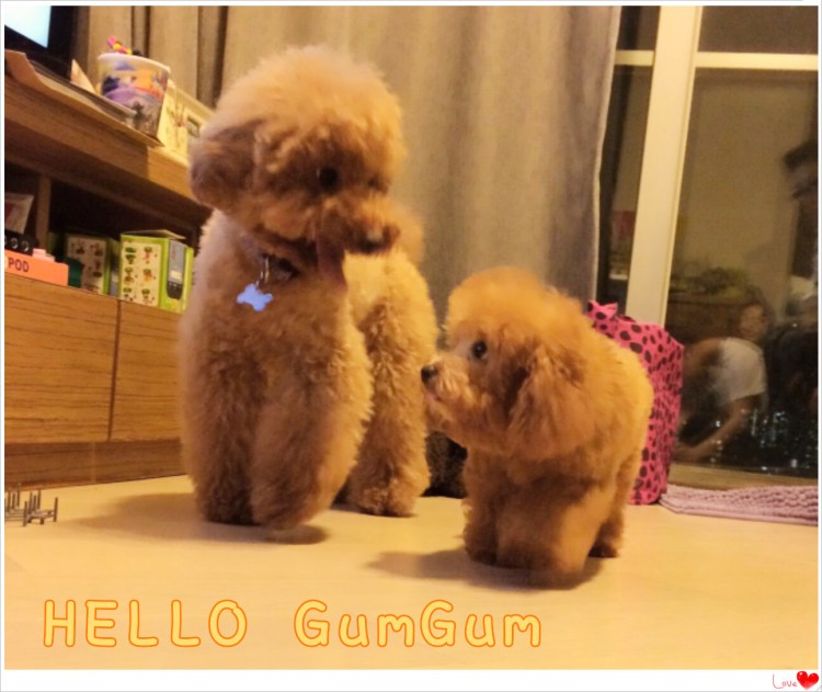 Малый пудель стрижка Тедди