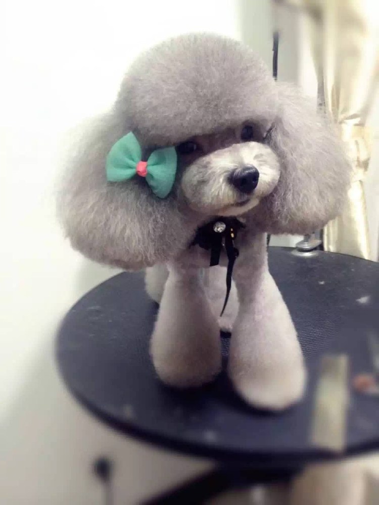 Той пудель стрижка Тедди