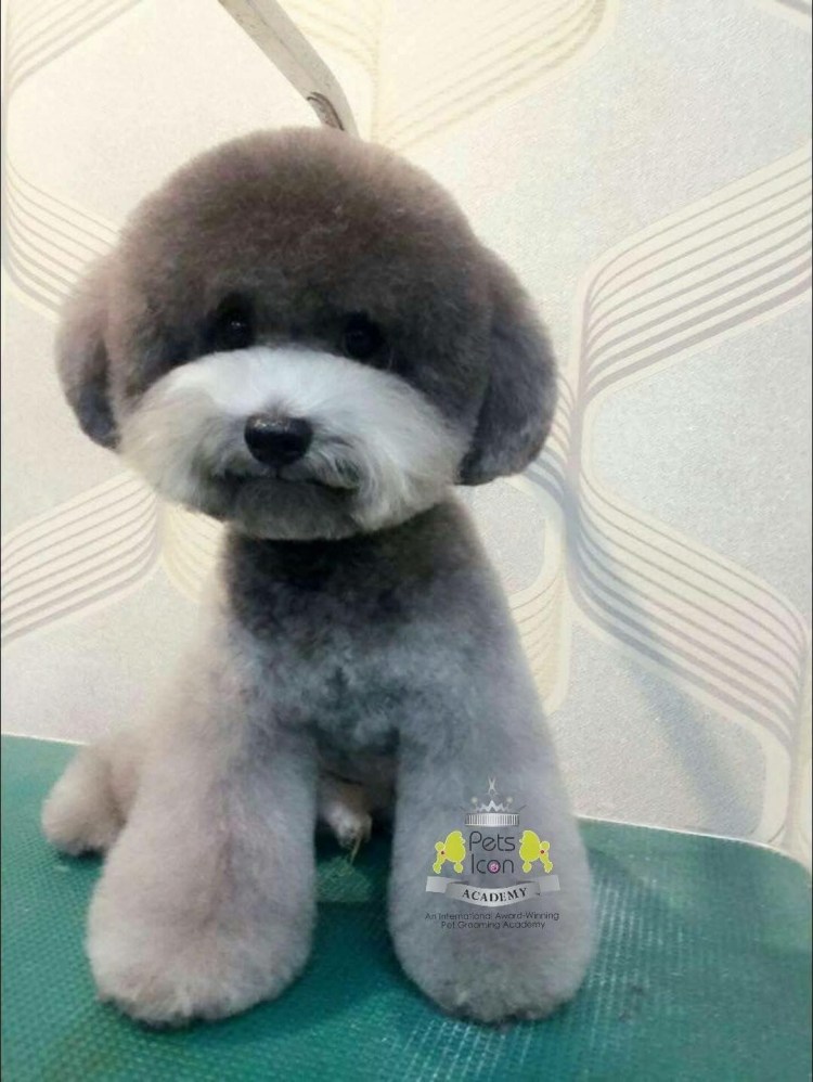 Грумер для карликовых пуделей