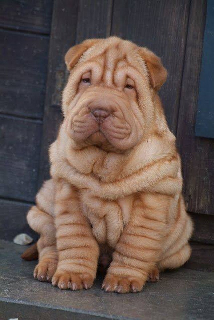 Бассет хаунд