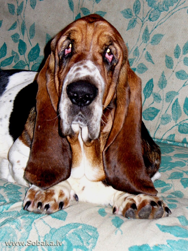 Бассет-хаунд фото