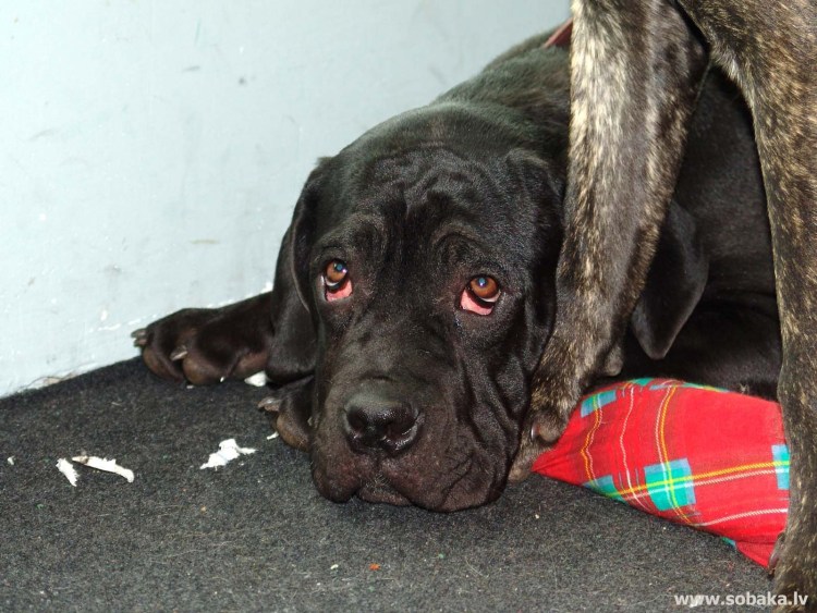 Заворота век у Кане Корсо