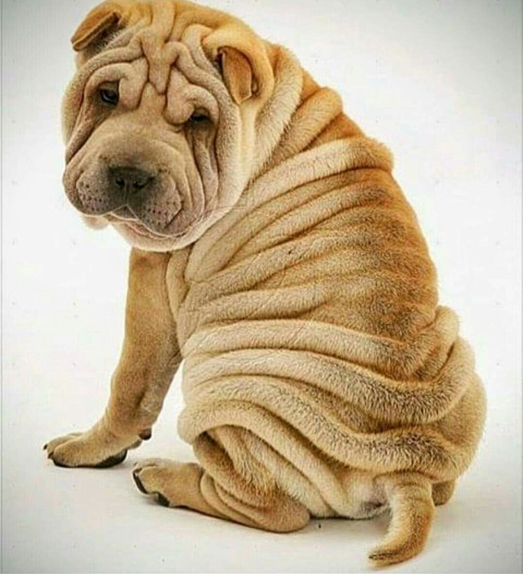 Бассет хаунд