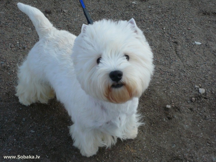 Вест-хайленд-Уайт-терьер питомник