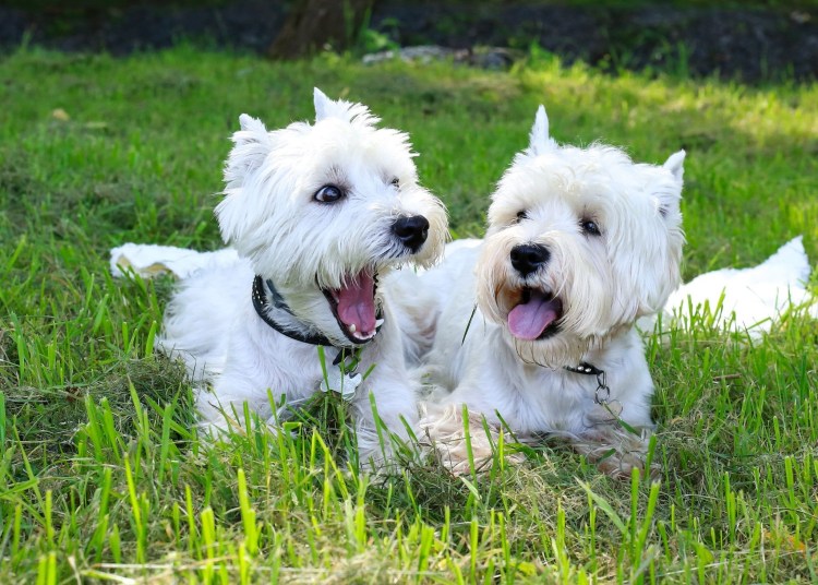 Выставка собак Вест хайленд Вайт