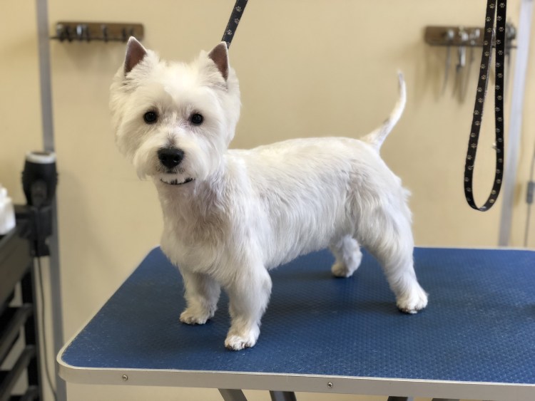 Вест хайленд Вайт терьер