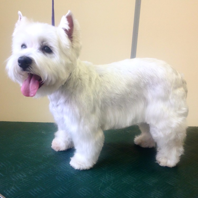 Груминг Вест хайленд Уайт